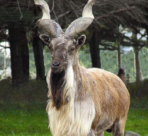 MARKHOR - African Lion Safari