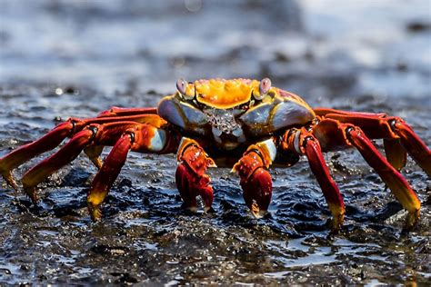 Crustaceans Characteristics