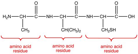 Oligopeptide - Chemistry LibreTexts