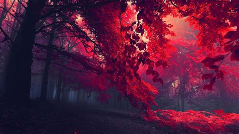 Red Leaves Wallpapers - Top Free Red Leaves Backgrounds - WallpaperAccess