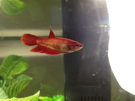 Red female veil tail betta fish | Betta fish, Veil tail betta fish, Betta