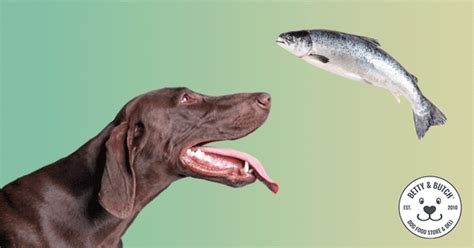 Should Dogs Eat Fish? The Benefits and What to Avoid - BETTY & BUTCH®