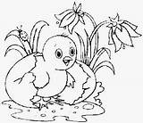 BAUZINHO DA WEB  BAÚ Figuras Riscos E Desenhos De Pintinhos sketch template