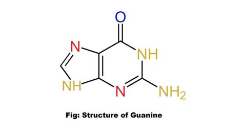 Guanine structure and function - ScienceQuery