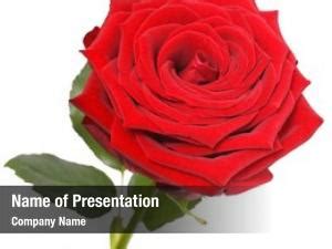 Rose Petal PowerPoint Templates - Rose Petal PowerPoint Backgrounds ...