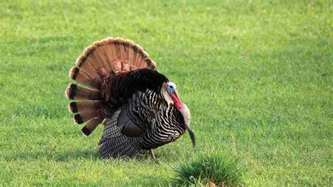 Applications to hunt turkeys on some AGFC areas available Jan. 15 | Stuttgart Daily Leader