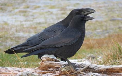 Crow and Raven comparison picture, on the Homer Spit today. | Beestjes