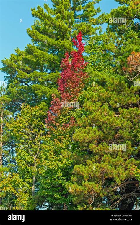 Fall Colors Starting to Emerge in the North Woods Stock Photo - Alamy