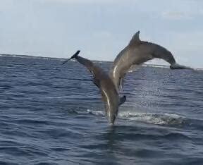 All Poetry I Love Dolphins | Dolphins Wiki | Fandom