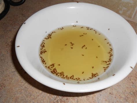 Fungus Gnats Vinegar Water at Sadie Scott blog