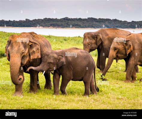 Elephants in Kaudulla National Park, Sri Lanka. Standing in the open jeep you meet the wild ...