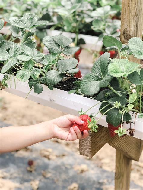 Strawberry Picking at Tanaka Farms — Hello Rascal Kids