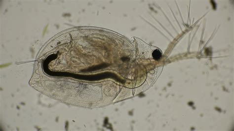 Water Fleas In Aquarium