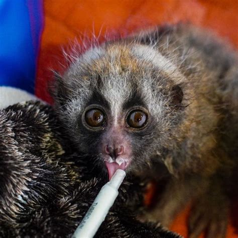 The Truth Behind the Slow Loris Pet Trade | International Animal Rescue