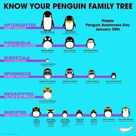 Etymology of Penguin Names | Penguins International