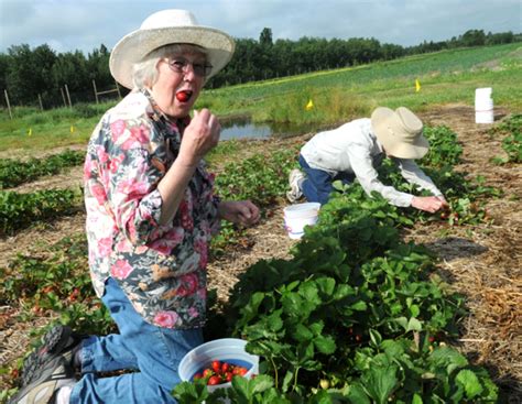 Strawberry picking season is underway in the Bemidji area