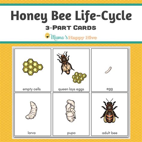 Free Printable Honey Bee Life Cycle Worksheet