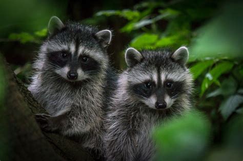 Raccoon Facts (Procyon lotor)