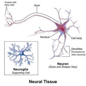 Nervous Tissue - Definition, Function and Types | Biology Dictionary