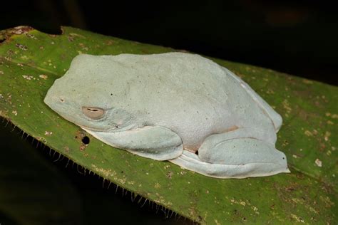 Let sleeping frogs lie... - a photo on Flickriver