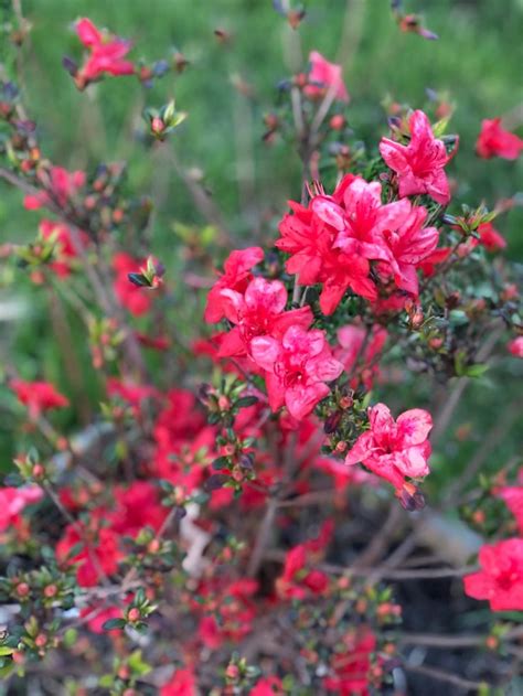 Orange azalea in 2022 | Spring colors, Azaleas, Color