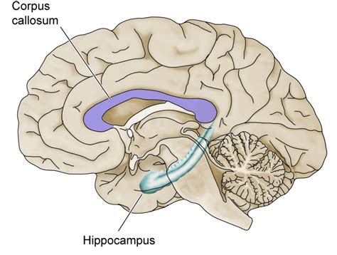 Hippocampus Function Brain - fasrag