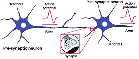 Biological neuron and synapse. | Download Scientific Diagram