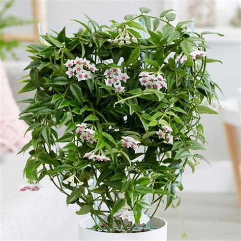 Buy beautiful wax plant or wax flower Hoya lanceolata subsp. bella