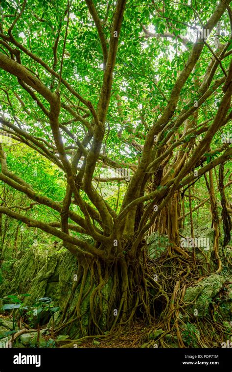 Ficus retusa Stock Photo - Alamy