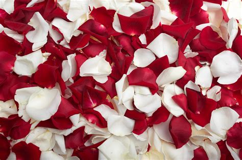 White and Red Rose Petals Background | Gallery Yopriceville - High-Quality Free Images and ...