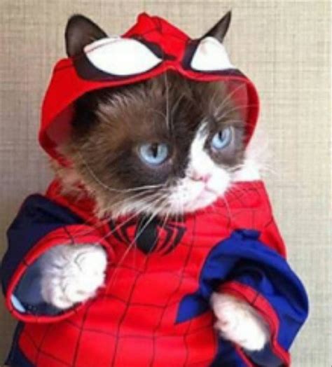 Spiderman Halloween pet cat or dog fancy dress costume outfit | Grumpy cat, Grumpy cat meme ...