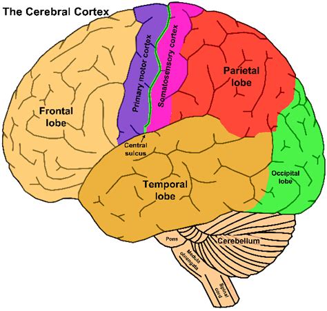 Diagram of Psychology brain test | Quizlet