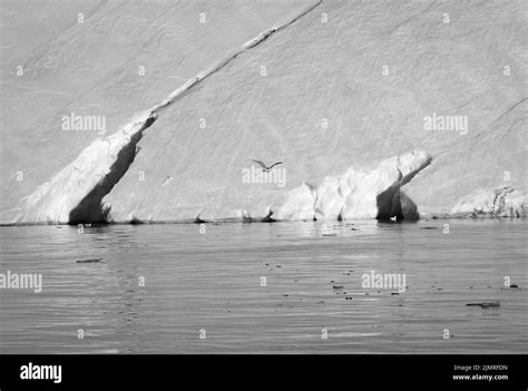 A monochrome view of glaciers near the ocean with a bird flying in the air Stock Photo - Alamy