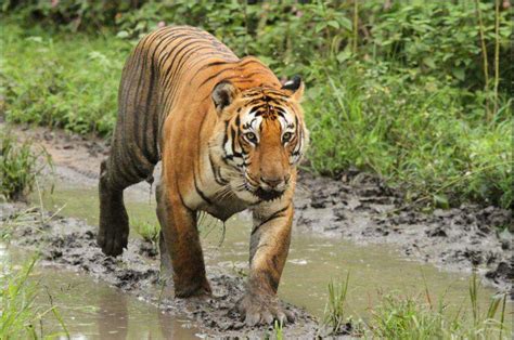 Kawal Wildlife Sanctuary, Adilabad (Andhra Pradesh)