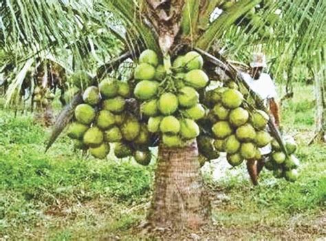 Dwarf Coconut Farming In The Philippines Sustainable, 44% OFF