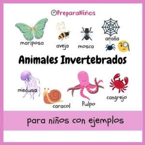 Características de Animales invertebrados para niños - PreparaNiños.com