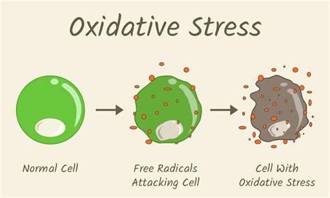 The Aging Process: What To Know About Oxidative Stress