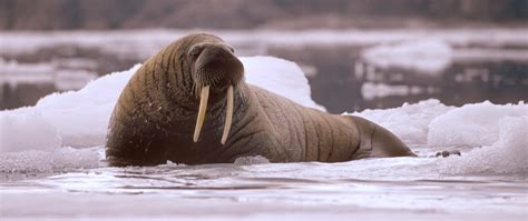 Walrus - Greenland Travel EN