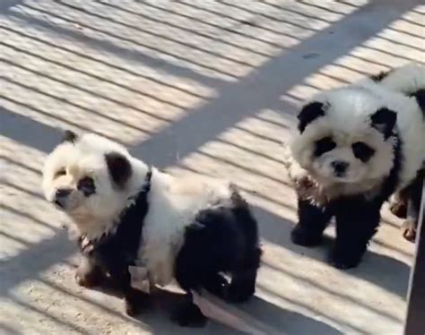 Chinese zoo dyes dogs with paint to look like pandas as it's accused of deceiving visitors