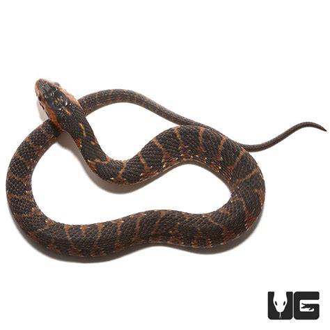 Baby Banded Water Snakes (Nerodia fasciata) For Sale - Underground Reptiles