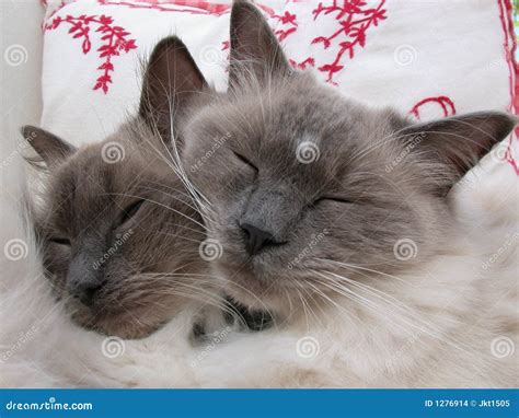 Pedigree Cats Stock Images - Image: 1276914