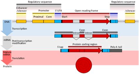 Difference Between Eukaryotic and Prokaryotic Promoters | Compare the Difference Between Similar ...