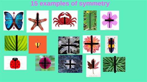 15 examples of Symmetry by chelsea cole on Prezi