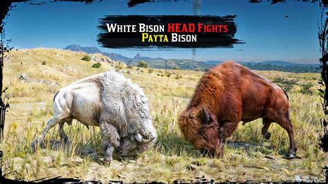 Legendary White Bison Fights Legendary Payta Bison ️ Ultra RARE Event ...