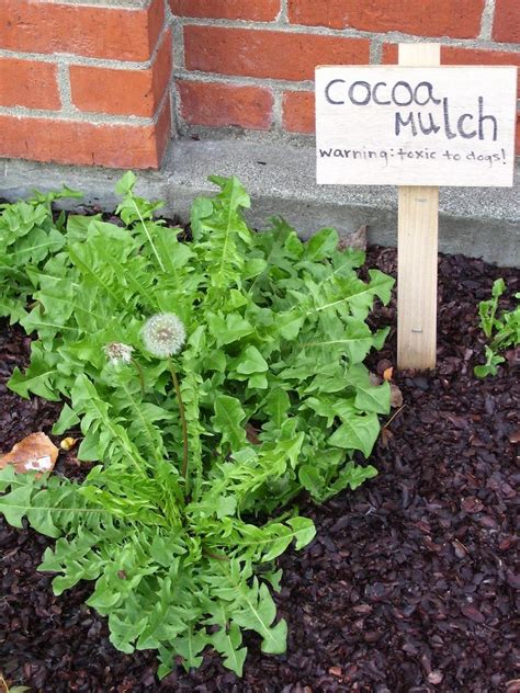 Cocoa Shell Mulch: Tips For Using Cocoa Hulls In The Garden | Mulch ...