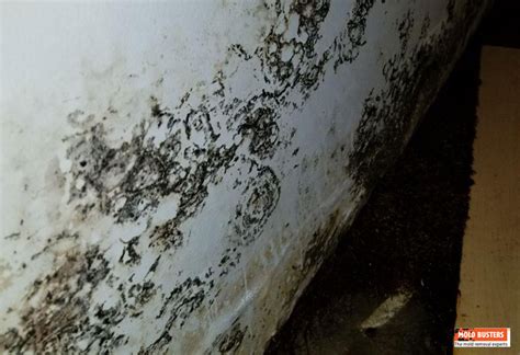 Black Mold - Pictures, Causes and Signs (Ultimate Guide)