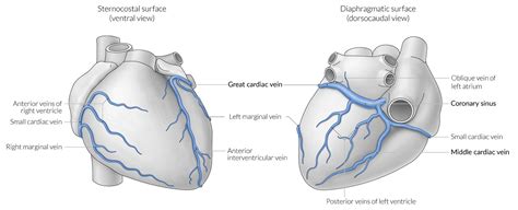 Anterior Cardiac Vein