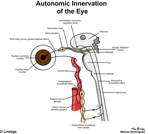 Horner Syndrome - USMLE Strike