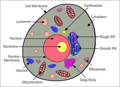 Animal Cell Diagram Class 9 Labeled : Functions and Diagram