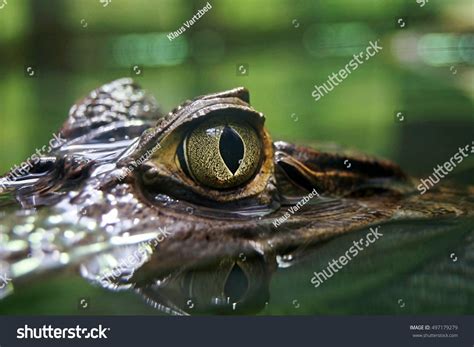 19,355 Crocodile close up Images, Stock Photos & Vectors | Shutterstock